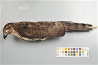 藏品(鳳頭蒼鷹)的圖片